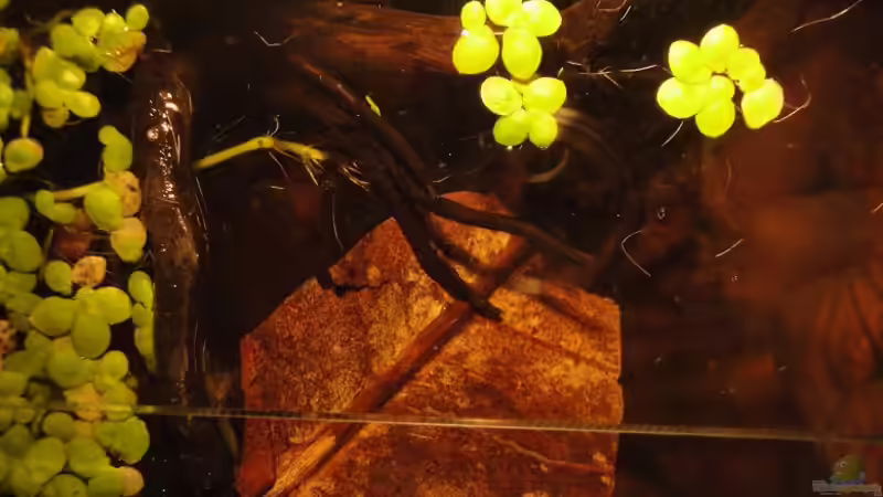 Seemandelbaum Blatt von Laura (18)