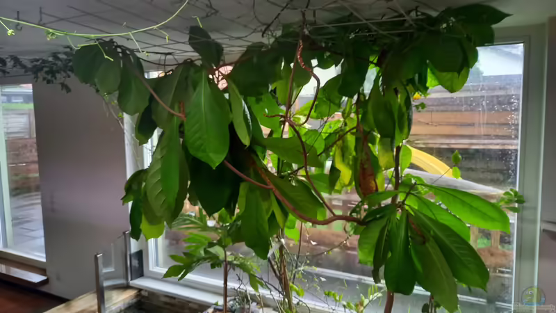 Seemandelbaum von Daniel Mayer (9)