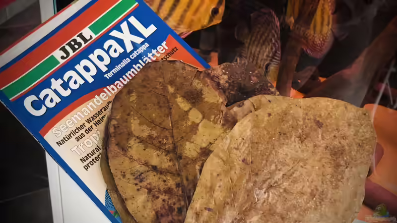 Seemandelbaumblätter - Mehr als Deko von DiskusMummy (23)