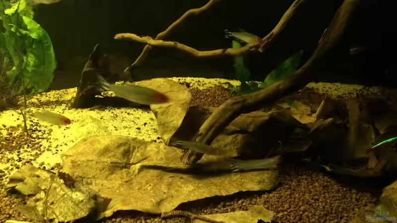 Seemandelbaumblätter  von Ragner (23)