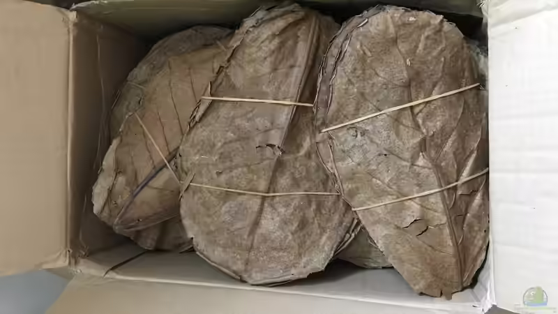 Seemandelbaumblätter  von Raven887 (31)