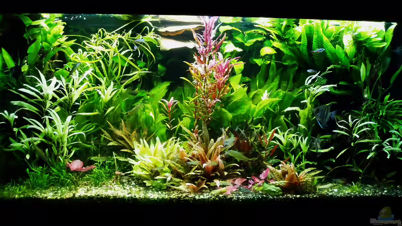 Seemandelbaumblätter (im hHntergurnd oben) von Reiner Dr. Med. Jesse (21)