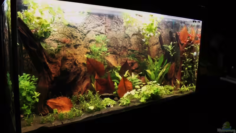 Seemandelbaumblätter ´JBL Cattapa nano´ von Fischkopp83 (10)