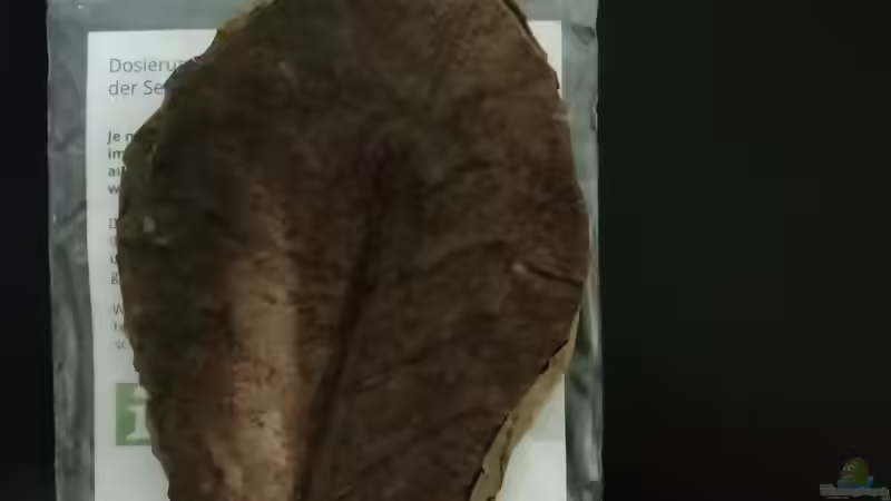 Seemandelbaumblätter von - Stephen - (22)