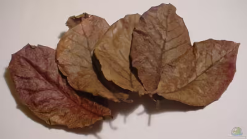 Seemandelbaumblätter von Dasy (9)