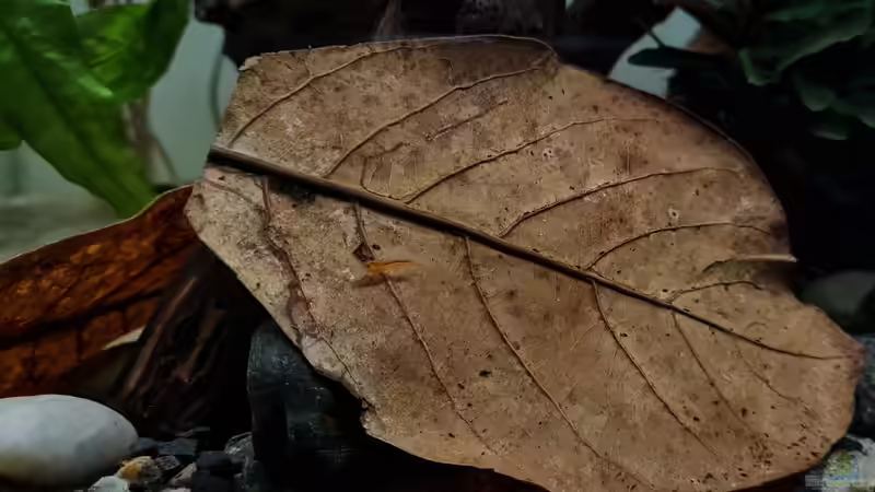 Seemandelbaumblätter von David Schneider Aquaristik (16)