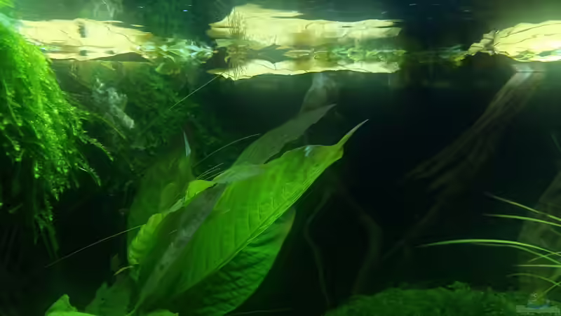 Seemandelbaumblätter von David Schneider Aquaristik (19)