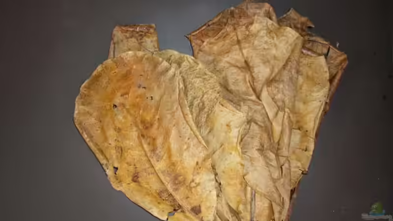 Seemandelbaumblätter von Johannes (16)