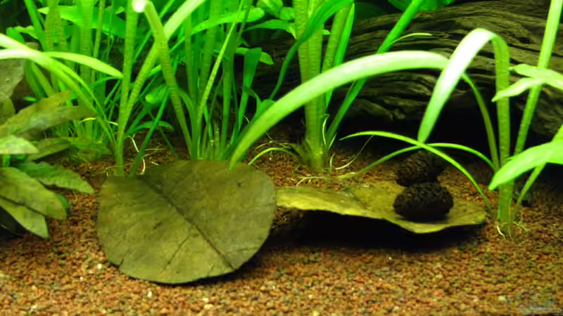 Seemandelbaumblätter von matze81 (19)