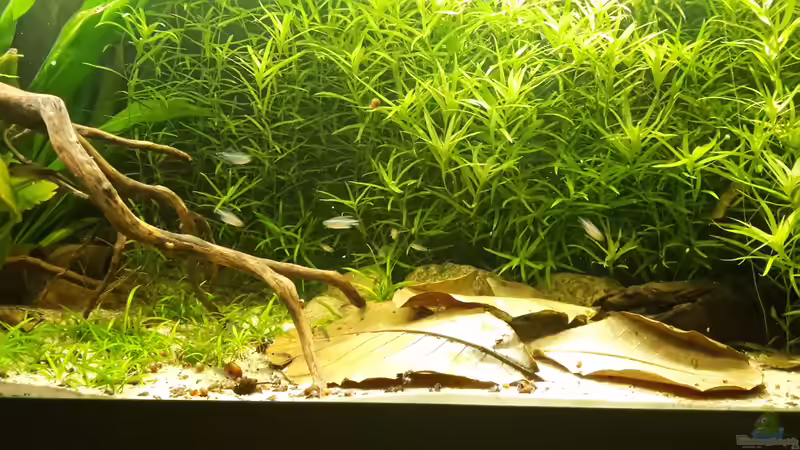 Seemandelbaumblätter von mikeschchaos (5)