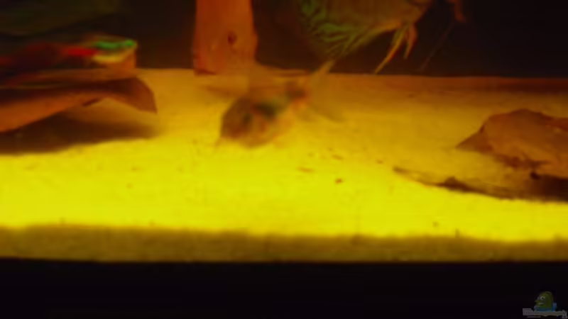 Seemandelbaumblätter von nemo0109 (14)