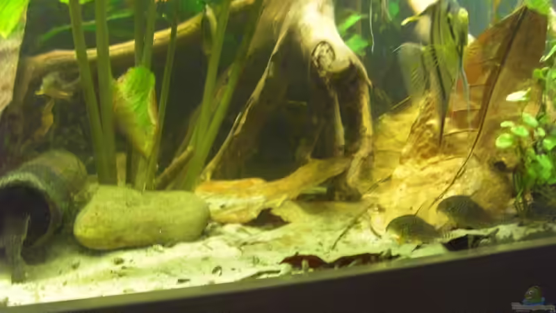 Seemandelbaumblätter von Sebastian Ogorek (7)