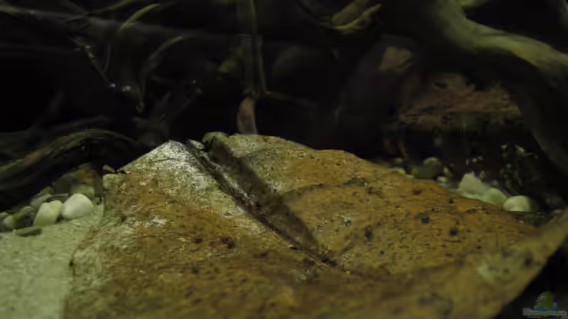 Seemandelbaumblatt  von Jemafa (30)