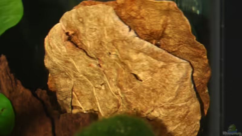 Seemandelbaumblatt 1 von StefanE. (21)