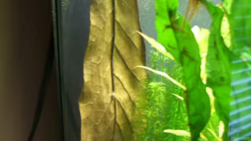 Seemandelbaumblatt mit Kokosnuss von Alexander Eckel (22)