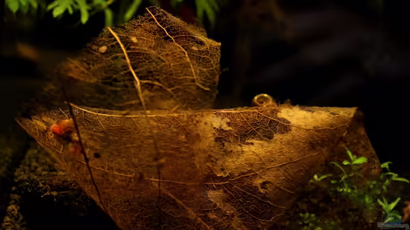 Seemandelbaumblatt nach 3 Wochen im AQ von Annika (35)