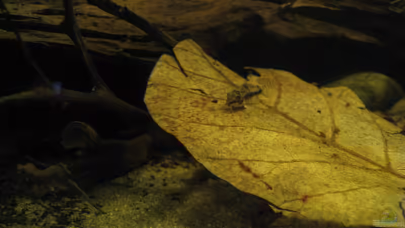 Seemandelbaumblatt und c. habrosus von Jemafa (25)