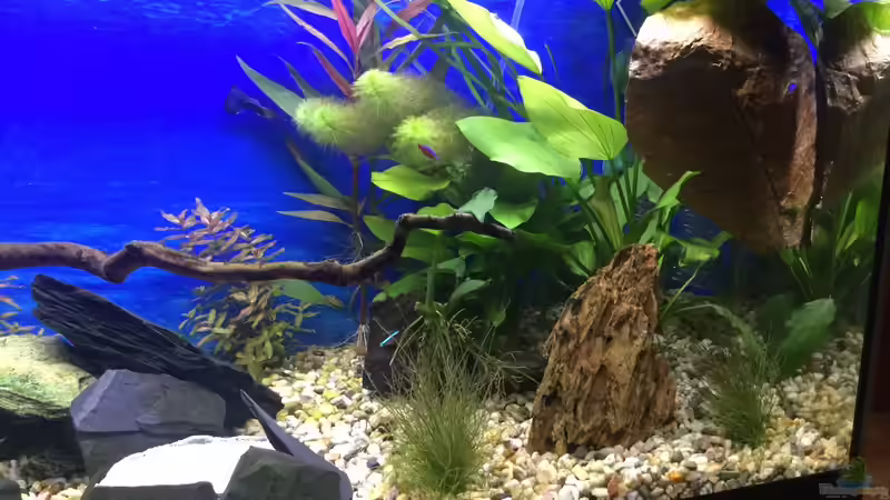 Seemandelbaumblatt von .Andreas. (19)