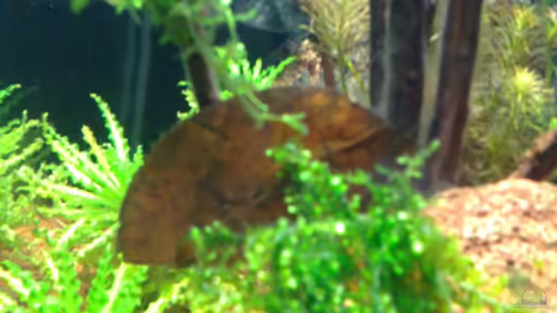 Seemandelbaumblatt von Capitan Hook (27)