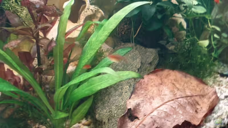 Seemandelbaumblatt von Jason (21)