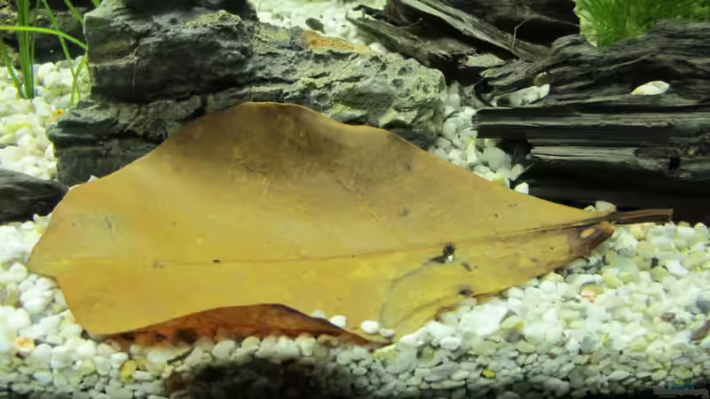 Seemandelbaumblatt von Locke1992 (12)