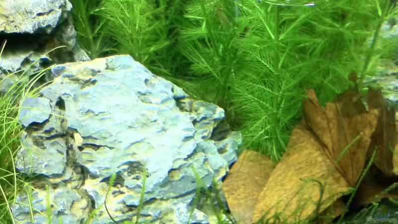 Seemandelbaumblatt von Nano73 (17)