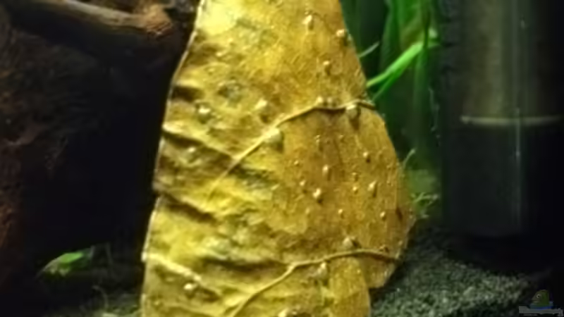 Seemandelbaumblatt von sandybunny (6)