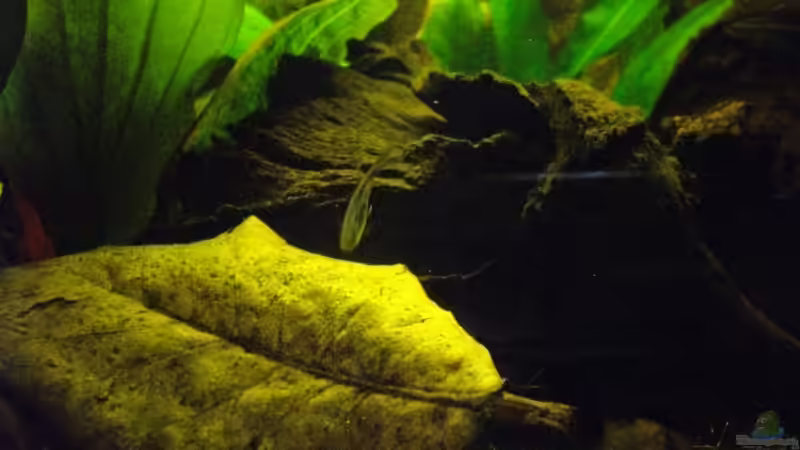 Seemandelbaumlatt extra klein -sonst schaut das Becken so winzig aus... von Caricciola (10)