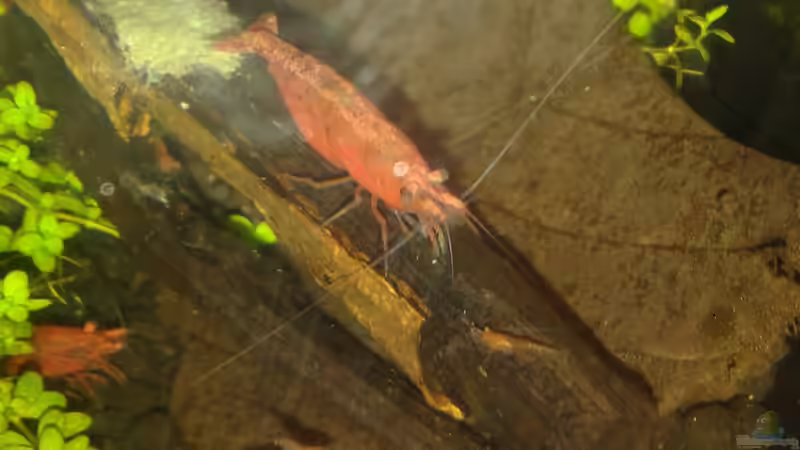 Seemandelbaumrinde 05.2016 von Kai M (17)