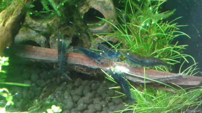 Seemandelbaumrinde 05.2016 von Kai M (18)