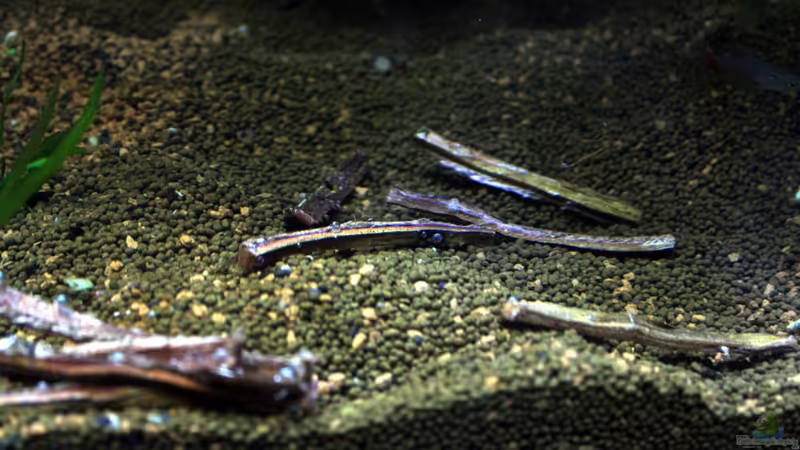 Seemandelbaumrinde von Falk (16)