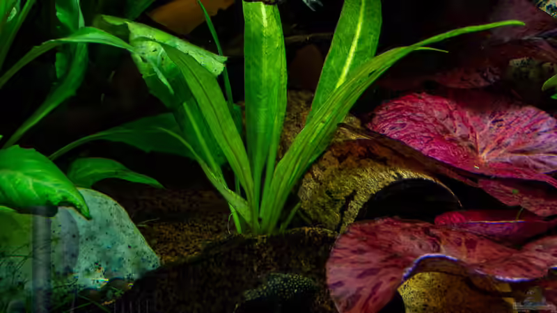 Seemandelbaumrinde zwischen den Pflanzen von Herr Lampe (48)