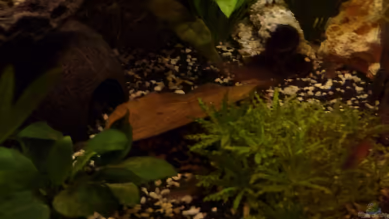 Seemandelblatt und Deko von Martin W. (4)