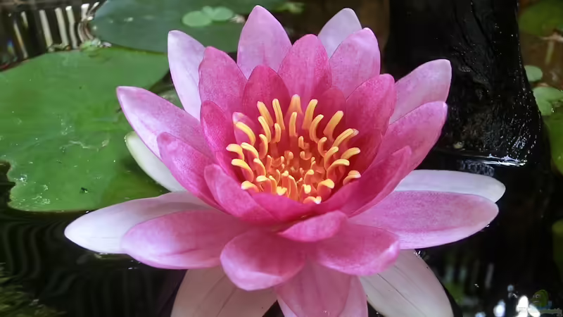 Seerose am Nachmittag 21.07.2016 von Laufilauf (14)