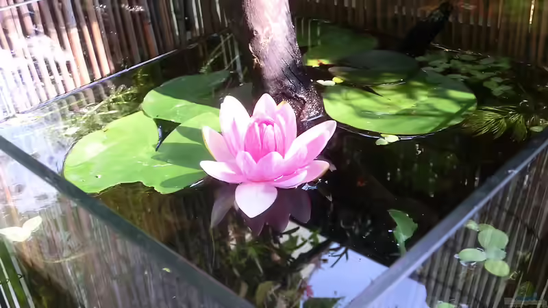 Seerose aufm Balkon von Laufilauf (1)