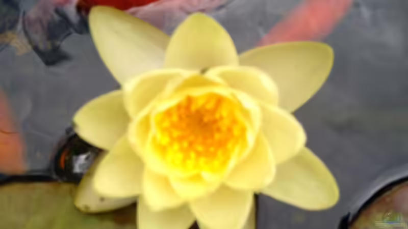 Seerose gelb von HOTU (12)