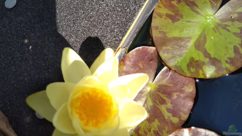 Seerose gelb von HOTU (14)