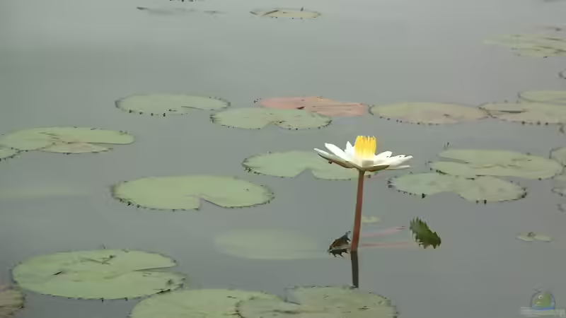 Seerose oder Teichrose? Das ist der feine Unterschied