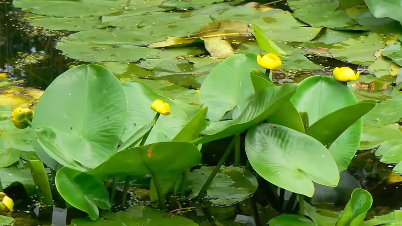 Seerose oder Teichrose? Das ist der feine Unterschied