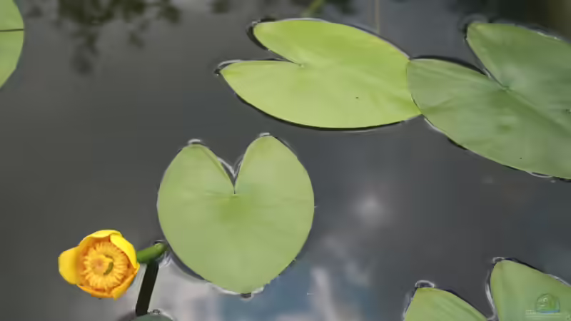 Seerose oder Teichrose? Das ist der feine Unterschied