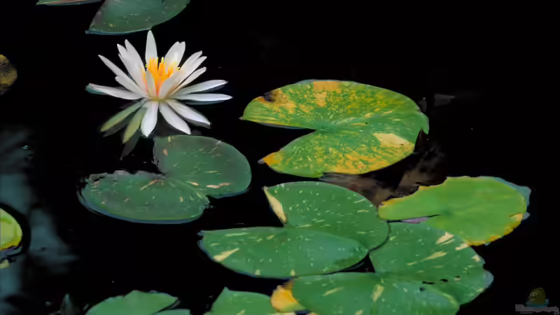 Seerose oder Teichrose? Das ist der feine Unterschied