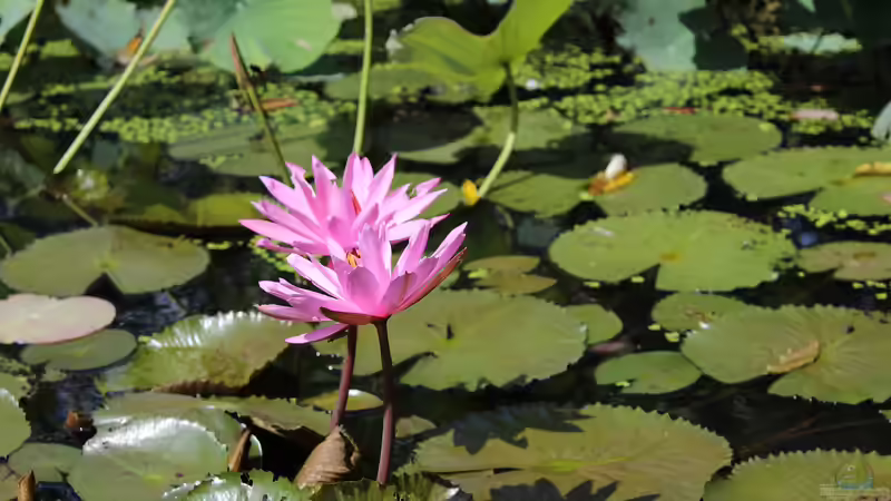Seerose oder Teichrose? Das ist der feine Unterschied