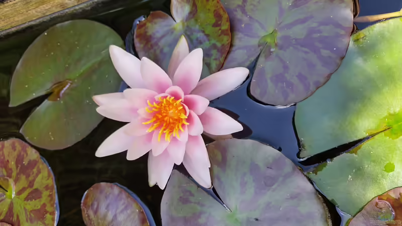 Seerose pink von HOTU (17)