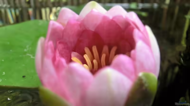 Seerose schließt sich abends am 21.07.2016 von Laufilauf (17)