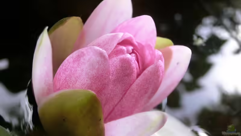 Seerose schließt sich abends am 21.07.2016 von Laufilauf (18)