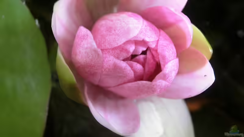 Seerose schließt sich abends am 21.07.2016 von Laufilauf (19)