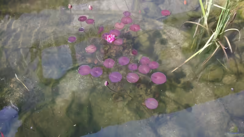 Seerose von Lily (15)