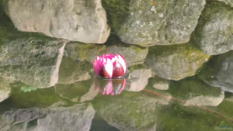 Seerose von Lily (16)