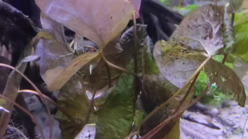 Seerose von Max Wolf (8)