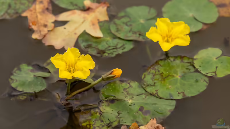 Seerosen im Herbst - was jetzt noch geschnitten werden sollte und was besser bleibt